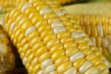 Raw fresh corn cobs with vibrant yellow kernels close-up