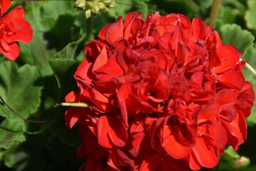 A red pelargonium is blossoming outdoor in sunny summer day.