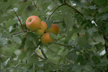 Ripe apples on a branch of an apple tree, surrounded by green foliage, in an orchard on a summer day.
