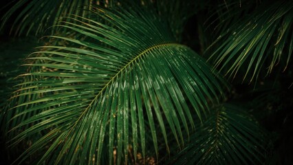 Thick grouping of lush tropical palm fronds