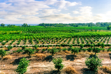 beautiful view in a green garden field with rows of rural plants of fruit trees with amazing sunset or sunrise on background of agricultural landscape