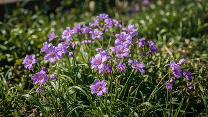 Obraz premium Softly swaying purple blooms bring lively shades to the garden, revealing the subtle charm of petals.
