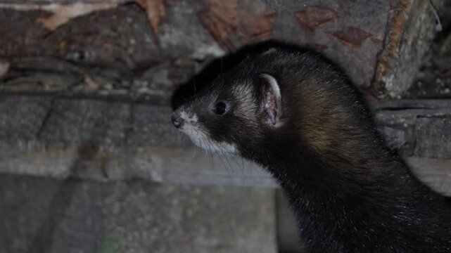 The European polecat (Mustela putorius) leaves its den after dusk. Nature of Czech republic.