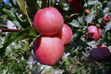 Appetizing ripe red apples with drops on tree branches in garden