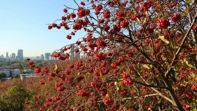 Scarlet berries marking the onset of autumn season