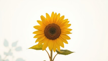 Obraz premium Single golden sunflower flower displayed with ample white space emphasizing natural beauty