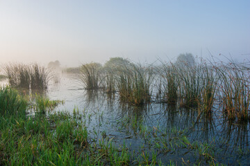 reeds on the lake
