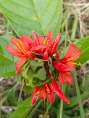 A close-up shot of a red button spiral ginger (Costus woodsonii) with vibrant red bracts and yellow stamens, blooming from a conical bud.
