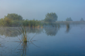 reflection of trees in the water