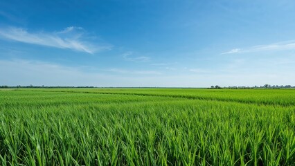 Fototapeta premium Picturesque Verdant Rice Terrace