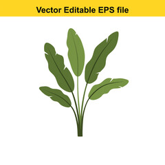 Indoor plant vector art of green banana plant with large leaves isolated on white background