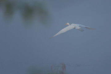 heron flying in the blue sky