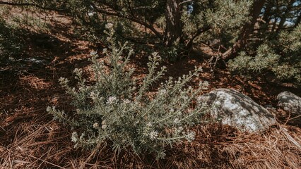 Close-up of a healing shrub (Cistus ladaniferus) flourishing among pine trees in a mountain forest on a spring day