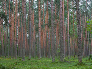 Fototapeta premium green moss on the ground and pine forest