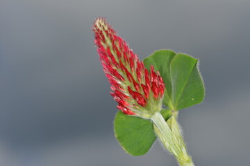 Inkarnat-Klee, Trifolium incarnatum L.