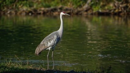 Obraz premium Image of a Sandhill Crane at the edge of a pond