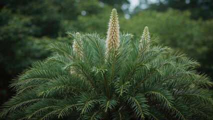 Fototapeta premium Sago Palm: An Evergreen Plant Also Called King or Japanese Sago