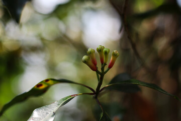 fresh clove buds in natural light growing on tropical tree with green leaves