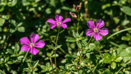Fototapeta premium Three wild geranium flowers basking in sunlight in a forest setting