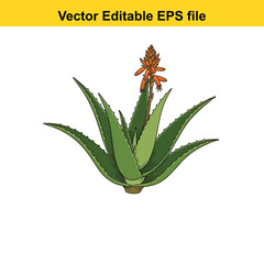 Indoor plant vector art of aloe vera plant with green leaves and orange flower, isolated on white background, vector editable