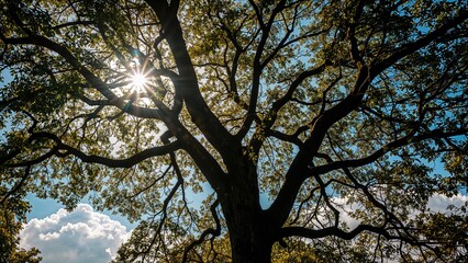Fototapeta premium Sunlight filters through a towering tree, casting shadows and revealing a vivid blue sky dotted with drifting clouds.