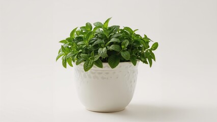 Fototapeta premium Herb pot showcasing fresh mint with an unobtrusive background