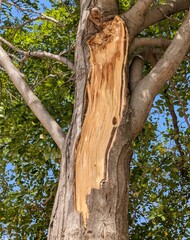 Daños por tormenta en un árbol con rama rota en parque público