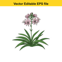 Indoor plant vector art of pink flower isolated on white background, vector editable eps file