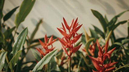 Macro shot of red flowers on a tropical plant in a garden environment