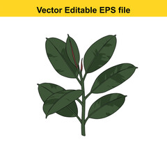 Indoor plant vector art of ficus elastica plant branch with green leaves isolated on white background