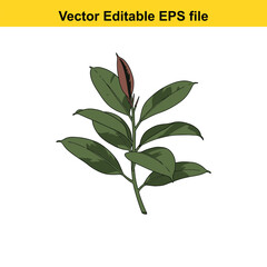 Indoor plant vector art of ficus elastica plant branch with green leaves isolated on white background