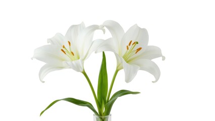 Fototapeta premium Double lilies arranged in a vase against a clean white surface, bloom, warm season, detached, environment, celebration, renewal, romance, greenery, light
