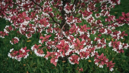 Spring garden panorama displaying a decorative apple tree with striking red leaves and flowers, surrounded by verdant grass, seen from the top.