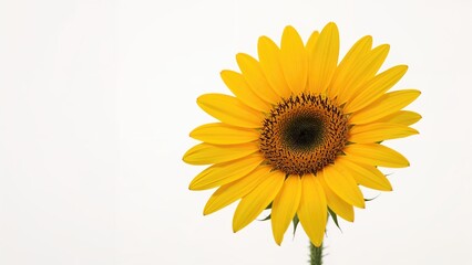 Obraz premium Sunflower macro shot on a clean white surface