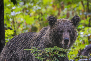 Slovenian brown bear portrait