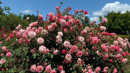 Fototapeta premium Colorful shrub rose blossoms thriving in a bright garden setting.