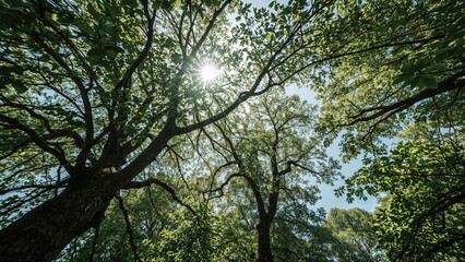 Fototapeta premium Sight of vibrant foliage from underneath