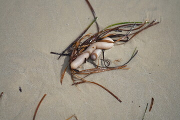 Marine Worm and Seaweed Washed Ashore on Adelaide Beach