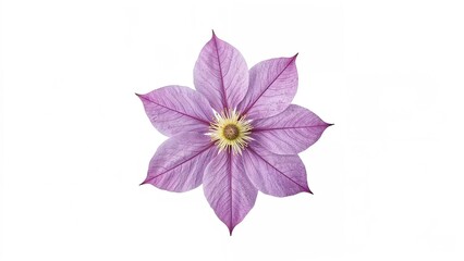 Lone clematis flower in purple on a clean white background