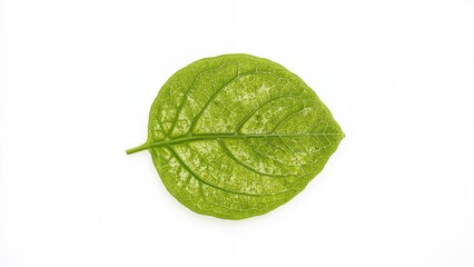 Fototapeta premium Single salad leaf on a white background