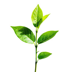 Green sprout growth, sunlight, black background, new life, nature imagery