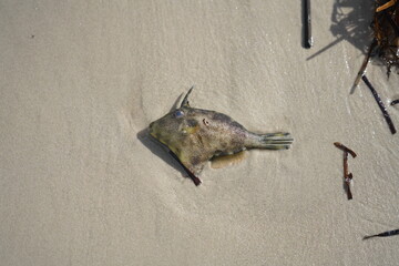 Dead Leatherjacket Fish on Adelaide Shoreline