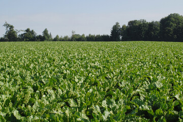 Zuckerrübe,  Zuckerrüben,  Beta vulgaris, vor Reihenschluß