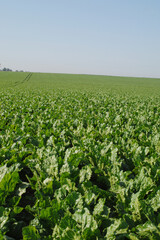 Zuckerrübe,  Zuckerrüben,  Beta vulgaris, vor Reihenschluß