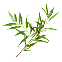 Fototapeta premium Fresh green herb sprig, isolated, white background, culinary use