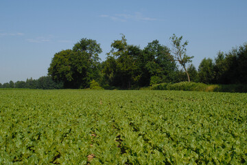 Zuckerrübe,  Zuckerrüben,  Beta vulgaris, vor Reihenschluß
