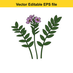 Indoor plant vector art of green plant with small purple flowers isolated on white background