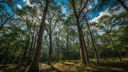 Fototapeta premium Unwind Surrounded by a Forest Canopy