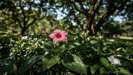 Adenium's appeal in a sunny garden setting