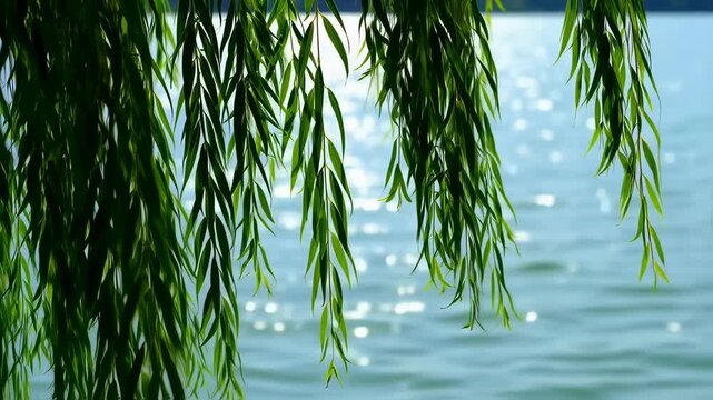 Lush willow branches drape over a shimmering lake